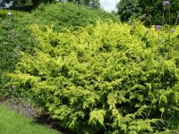 Rene Koot, foto gemaakt in kijktuin Klein Boskoop