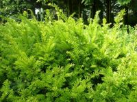 Rene Koot, foto gemaakt in kijktuin Klein Boskoop