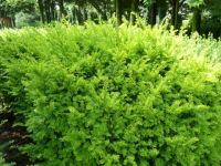 Rene Koot, foto gemaakt in kijktuin Klein Boskoop