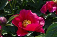 Rene Koot, foto gemaakt in Peony Showgarden