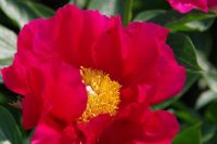 Rene Koot, foto gemaakt in Peony Showgarden