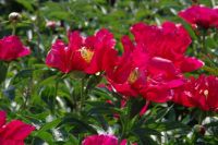 Rene Koot, foto gemaakt in Peony Showgarden