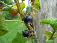 Nationaal Fruitpark