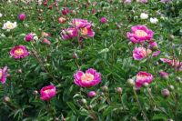 Rene Koot, foto gemaakt in Peony Showgarden