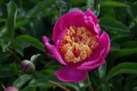 Rene Koot, foto gemaakt in Peony Showgarden