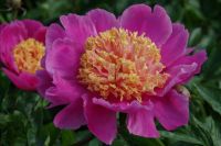 Rene Koot, foto gemaakt in Peony Showgarden