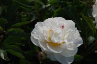 Rene Koot, foto gemaakt in Peony Showgarden