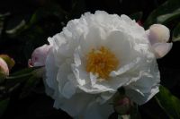 Rene Koot, foto gemaakt in Peony Showgarden