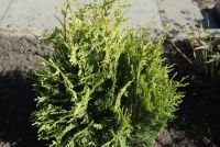 van Vliet New Plants