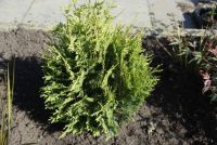 van Vliet New Plants