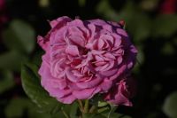 Belle Epoque Rozenkwekerij