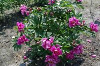 Rene Koot, foto gemaakt in Peony Showgarden