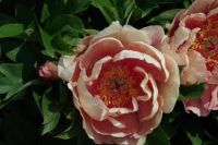 Rene Koot, foto gemaakt in Peony Showgarden