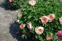 Rene Koot, foto gemaakt in Peony Showgarden