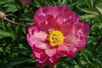 Rene Koot, foto gemaakt in Peony Showgarden