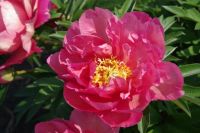 Rene Koot, foto gemaakt in Peony Showgarden
