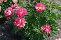 Rene Koot, foto gemaakt in Peony Showgarden