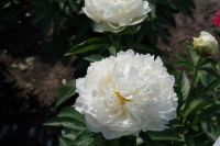 Rene Koot, foto gemaakt in Peony Showgarden