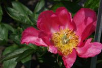 Rene Koot, foto gemaakt in Peony Showgarden