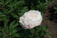 Rene Koot, foto gemaakt in Peony Showgarden