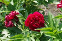 Rene Koot, foto gemaakt in Peony Showgarden