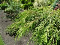 Rene Koot, foto gemaakt in kijktuin Klein Boskoop