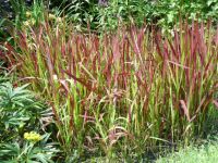 Rene Koot, foto gemaakt in kijktuin Klein Boskoop