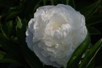 Rene Koot, foto gemaakt in Peony Showgarden