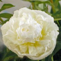 Warmerdam Paeonia