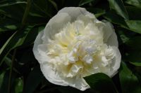 Rene Koot, foto gemaakt in Peony Showgarden