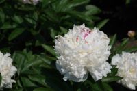 Rene Koot, foto gemaakt in Peony Showgarden