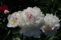 Rene Koot, foto gemaakt in Peony Showgarden