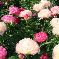 Warmerdam Paeonia