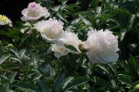 Rene Koot, foto gemaakt in Peony Showgarden