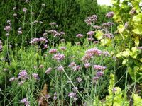 Rene Koot, foto gemaakt in kijktuin Klein Boskoop