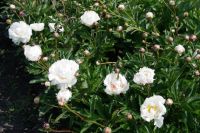 Rene Koot, foto gemaakt in Peony Showgarden