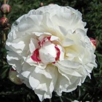 Warmerdam Paeonia