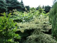 Rene Koot, foto gemaakt in kijktuin Klein Boskoop