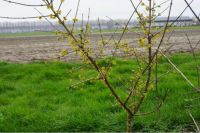 De Biezentuin, Zeeuws-Vlaanderen