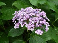 Rene Koot, foto gemaakt in kijktuin Klein Boskoop