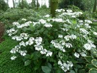 Rene Koot, foto gemaakt in kijktuin Klein Boskoop