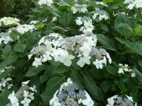 Rene Koot, foto gemaakt in kijktuin Klein Boskoop