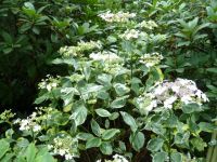 Rene Koot, foto gemaakt in kijktuin Klein Boskoop