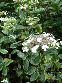 Rene Koot, foto gemaakt in kijktuin Klein Boskoop