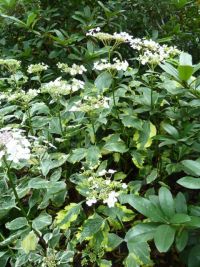 Rene Koot, foto gemaakt in kijktuin Klein Boskoop