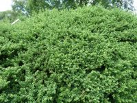 Rene Koot, foto gemaakt in kijktuin Klein Boskoop