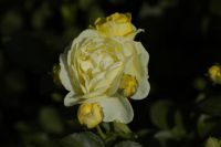 Belle Epoque Rozenkwekerij