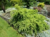 Rene Koot, foto gemaakt in kijktuin Klein Boskoop