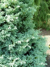 Rene Koot, foto gemaakt in kijktuin Klein Boskoop