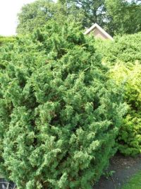 Rene Koot, foto gemaakt in kijktuin Klein Boskoop